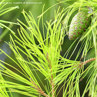 Buy canvas prints of Young spruce cone on a lush coniferous tree branch, close-up. by Sergii Petruk