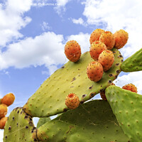 Buy canvas prints of Fruits of an orange ripe sweet cactus of prickly pear prickly pear cactus against the background of a blue slightly cloudy sky. by Sergii Petruk