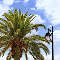 Buy canvas prints of The top of a large and dense palm tree and a street lamp against a blue cloudy sky. by Sergii Petruk