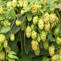 Buy canvas prints of Cones of aromatic hops hang down in dense racemes. by Sergii Petruk