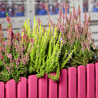 Buy canvas prints of Pink and white heather flowers in a decorative pink flowerpot. by Sergii Petruk