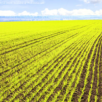 Buy canvas prints of Smooth rows of sprouts of winter wheat sprouted in a vast field. by Sergii Petruk