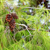 Buy canvas prints of Opened fir cones on a lush branch of a Mediterranean pine, close-up. by Sergii Petruk