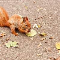 Buy canvas prints of Red squirrel nibbles a walnut in the autumn. by Sergii Petruk