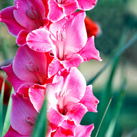 Buy canvas prints of Delicate pink-red nice gladioli blooming in the summer garden, close-up. by Sergii Petruk