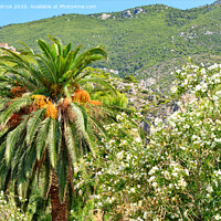 Buy canvas prints of A date palm tree with bunches of ripe fruits grows in a garden against the backdrop of the mountains of the coast of the Gulf of Corinth in Greece. by Sergii Petruk