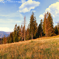Buy canvas prints of Tall pines rush to the sky on the slopes of the Carpathian hills. by Sergii Petruk