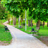 Buy canvas prints of Wooden benches in a picturesque city summer park stand along a paved walkway. by Sergii Petruk