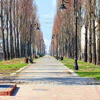 Buy canvas prints of Poplar alley with vintage street lamps along the path, paved with paving slabs. by Sergii Petruk