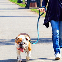Buy canvas prints of A large English bulldog on a powerful leash walks on a tiled sidewalk. by Sergii Petruk