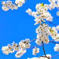 Buy canvas prints of A branch of a blooming apple-tree blossoming against the background of other branches and the blue sky in blur. by Sergii Petruk