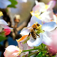 Buy canvas prints of A bee is working hard collecting nectar and pollen from an apple tree flower. by Sergii Petruk
