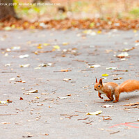 Buy canvas prints of An orange squirrel with a magnificent fluffy tail prepares to jump for a treat. by Sergii Petruk