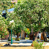 Buy canvas prints of Scenic view of blooming azaleas of Loutraki city park, Greece. by Sergii Petruk