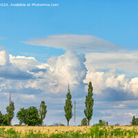 Buy canvas prints of Cloudy blue sky over a yellow wheat field and lonely poplars on the horizon. by Sergii Petruk