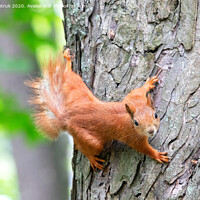 Buy canvas prints of An orange squirrel carefully looks forward, clinging to a tree trunk. by Sergii Petruk