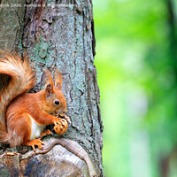 Buy canvas prints of Orange squirrel sitting on a tree and gnaws a nut. by Sergii Petruk