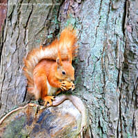 Buy canvas prints of An orange squirrel sits on a tree trunk and nibbles a nut. by Sergii Petruk