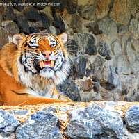 Buy canvas prints of Portrait of a wild tiger with a growling grin lying against a stone wall. by Sergii Petruk