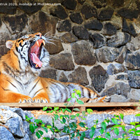 Buy canvas prints of A yawning tiger lies on a wooden platform near a stone wall. by Sergii Petruk