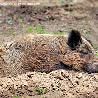 Buy canvas prints of Wild boar sleeps peacefully buried in mud in the embrace of the sun's rays. by Sergii Petruk