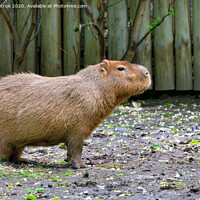 Buy canvas prints of Capybara stands on bare ground and sniffs the surrounding air, Pantanal, Brazil. by Sergii Petruk