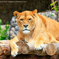 Buy canvas prints of Portrait of a lioness lying on a platform of wooden logs. by Sergii Petruk