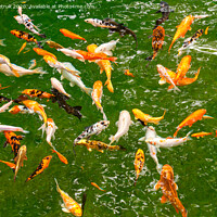 Buy canvas prints of Golden carps and koi in a forest lake. by Sergii Petruk