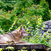 Buy canvas prints of The wolf lies on a wooden platform, resting after dinner, against a background of blurred green foliage and a stone wall. by Sergii Petruk
