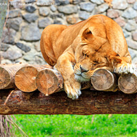 Buy canvas prints of A lioness sleeps peacefully on a platform of wooden logs on a blurred background of a stone wall and green grass. by Sergii Petruk