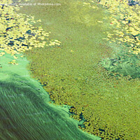 Buy canvas prints of Blue-green algae cover the surface of the river with a pellicle. Pollution of the river water. Ecological problems. by Sergii Petruk
