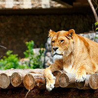 Buy canvas prints of The lioness is resting on a platform made of wooden logs. by Sergii Petruk
