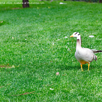 Buy canvas prints of Bar-headed geese Anser indicus grazes on a green lawn among tall trees in a summer park. by Sergii Petruk