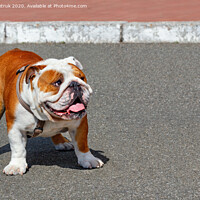 Buy canvas prints of Portrait of a large English Bulldog with a leather collar walking on the asphalt sidewalk. by Sergii Petruk