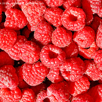 Buy canvas prints of Background and texture of red ripe raspberries. by Sergii Petruk