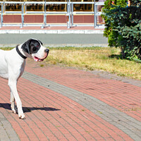 Buy canvas prints of Great Dane walks for a walk in the city park. by Sergii Petruk