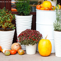 Buy canvas prints of Autumn still life at the entrance of the house, pumpkins of various sizes and autumn chrysanthemum flowers in large snow-white pots. by Sergii Petruk