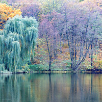 Buy canvas prints of Pastel colors of autumn park and forest lake. by Sergii Petruk