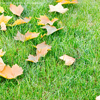 Buy canvas prints of Fallen yellow maple leaves lie on a green grassy lawn, close-up. by Sergii Petruk