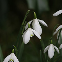 Buy canvas prints of Snow drops in spring by Charisse Carson