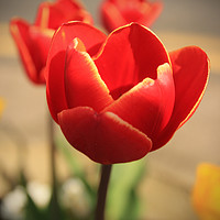 Buy canvas prints of Tulips in Bloom by Charisse Carson