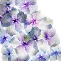 Buy canvas prints of Hydrangea Petals by Rebecca Cozart