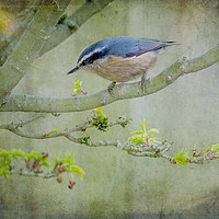 Buy canvas prints of Nuthatch by Rebecca Cozart