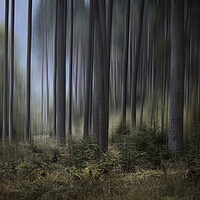 Buy canvas prints of Strathyre Trees by overhoist 