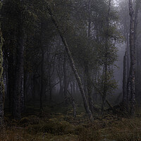 Buy canvas prints of Foggy Trees by overhoist 