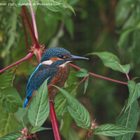 Buy canvas prints of Kingfisher by Will Badman