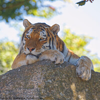 Buy canvas prints of Tiger on the rocks by Will Badman