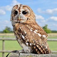 Buy canvas prints of Tawny owl happily sitting on a fence by Will Badman