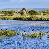 Buy canvas prints of Looking out the hide at Ham Wall nature reserve by Will Badman