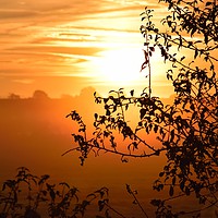 Buy canvas prints of Sunrise looking through a hedge across a field in  by Will Badman